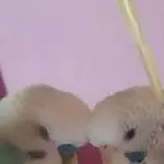 Kopf an Kopf 