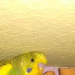Gestatten, meine neue Freundin Rüsche