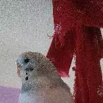 Bini modelt