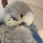 Der kleine Engel