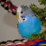 Wilde Frisur von Leo