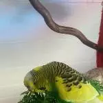 Möhrengrünparty