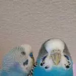 Lumpi und Lini