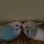 Bubi und Bini