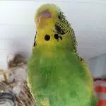 Kuckuck!