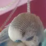 Lumpi beim Mittagsschläfchen