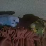 Mein kleiner Schecki.....