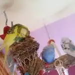 Das sind die Regeln: