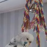 Puschelwettbewerb