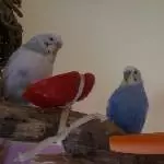 Ein Gemüseparadies 