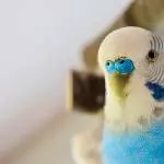Blau wie der Ozean