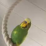 Scheckibaby