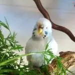 Binimaus