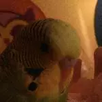 Das abendliche Kuscheln...