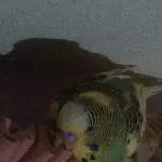 Was für ein Kuschelparadies