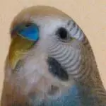 Die blaue Schönheit