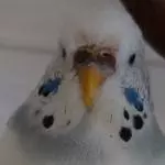 Binis Schokoladenseite!