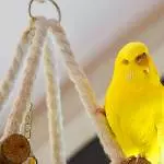 Nickerchen hoch oben auf dem Turm