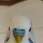 König Lumpi