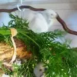 Versteck im nassen Möhrengrün