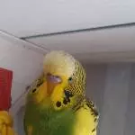 Schecki im Wuschelfieber!