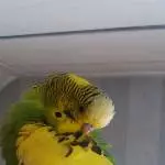 Putzalarm bei Schecki!