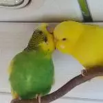 Schecki und Lotte