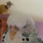 Ich bin Bini