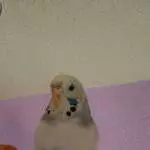 Bini die Prinzessin