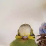 Schecki die Osterkugel 