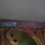 Mein kleiner Handzahmer Schecki