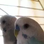 Das Liebespaar