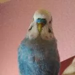 Unser blauer Schatzi