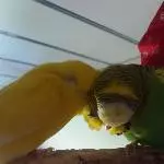 Lottchen und Schecki
