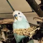 Bubimausi 