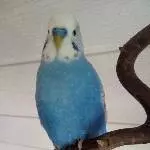 Lumpichen