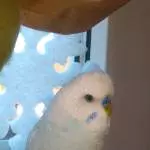 Stolzer Bubi