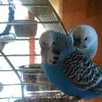 Bubi und Lini