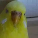 Unser Mariechen