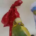 Scecki beim Putzunterricht 