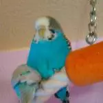 Lumpi,Bubi und Lini