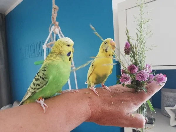 Wellensittich-Bild: Lieblingsbeschäftigung..Gräser zuppeln!