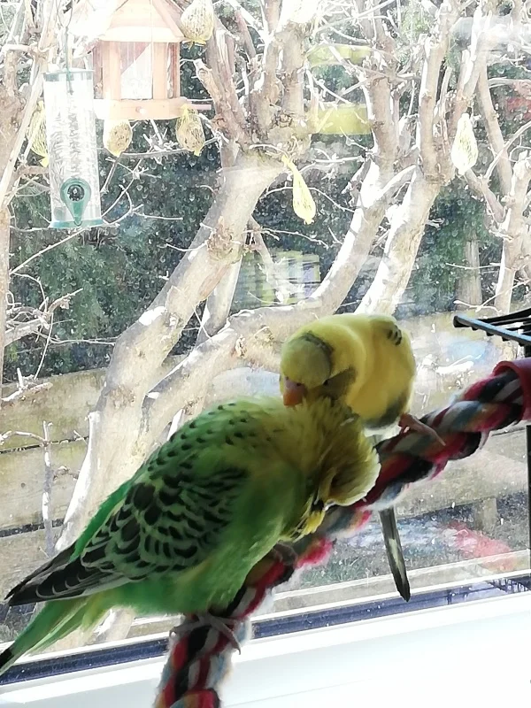 Wellensittich-Bild: Das erste Mal seit die Zwei zusammen sind
 , dass Peppino den Chicco so liebevoll krault????????