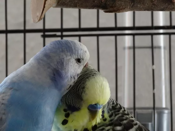 Wellensittich-Bild: Mein Kiki und meine Bounty... so kurz zusammen und schon wieder getrennt... sie hatten sich so lieb...