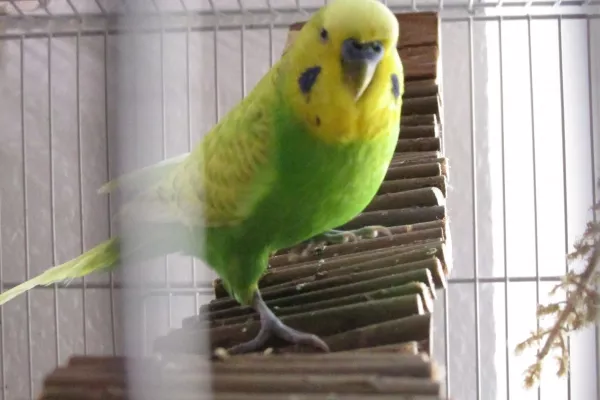 Wellensittich-Bild: Mein kleiner Twister :) Neugieriges Kerlchen