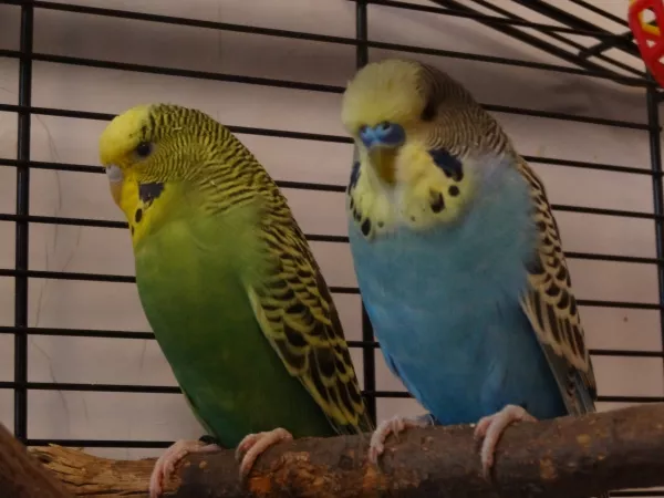Wellensittich-Bild: Jetzt sind sie beide im Regenbogenland... Kiki und Coki, ich vermisse euch!!!