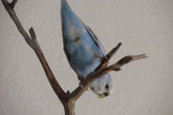 Wellensittich-Bild: Uiuiuij, kleiner Dreckspatz :)