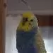 James