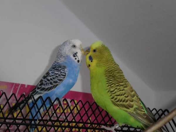 Wellensittich-Bild: Gino und Gilla