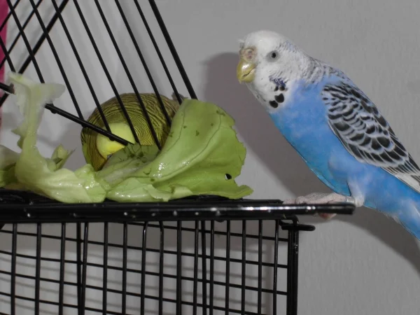 Wellensittich-Bild: Gino und Gilla beim Salat naschen